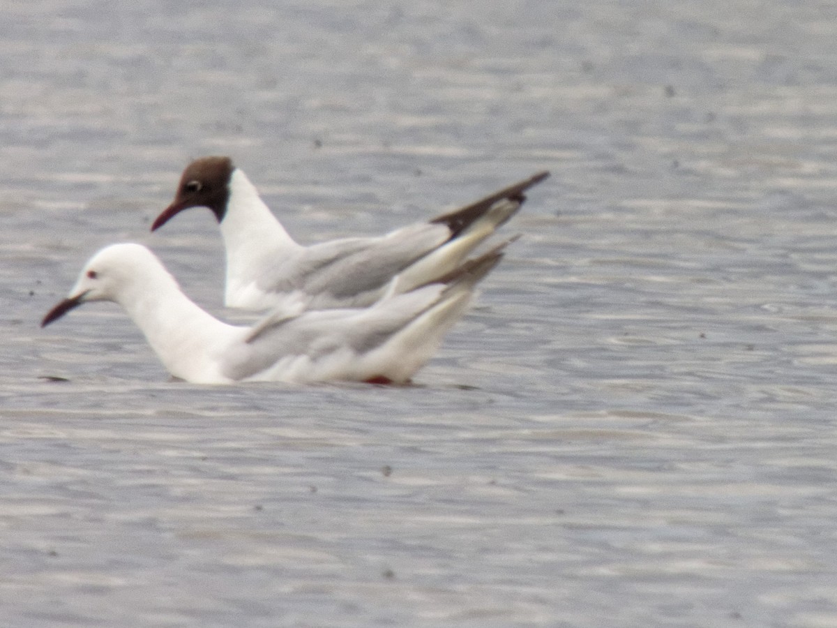 Морской голубок - ML647354875