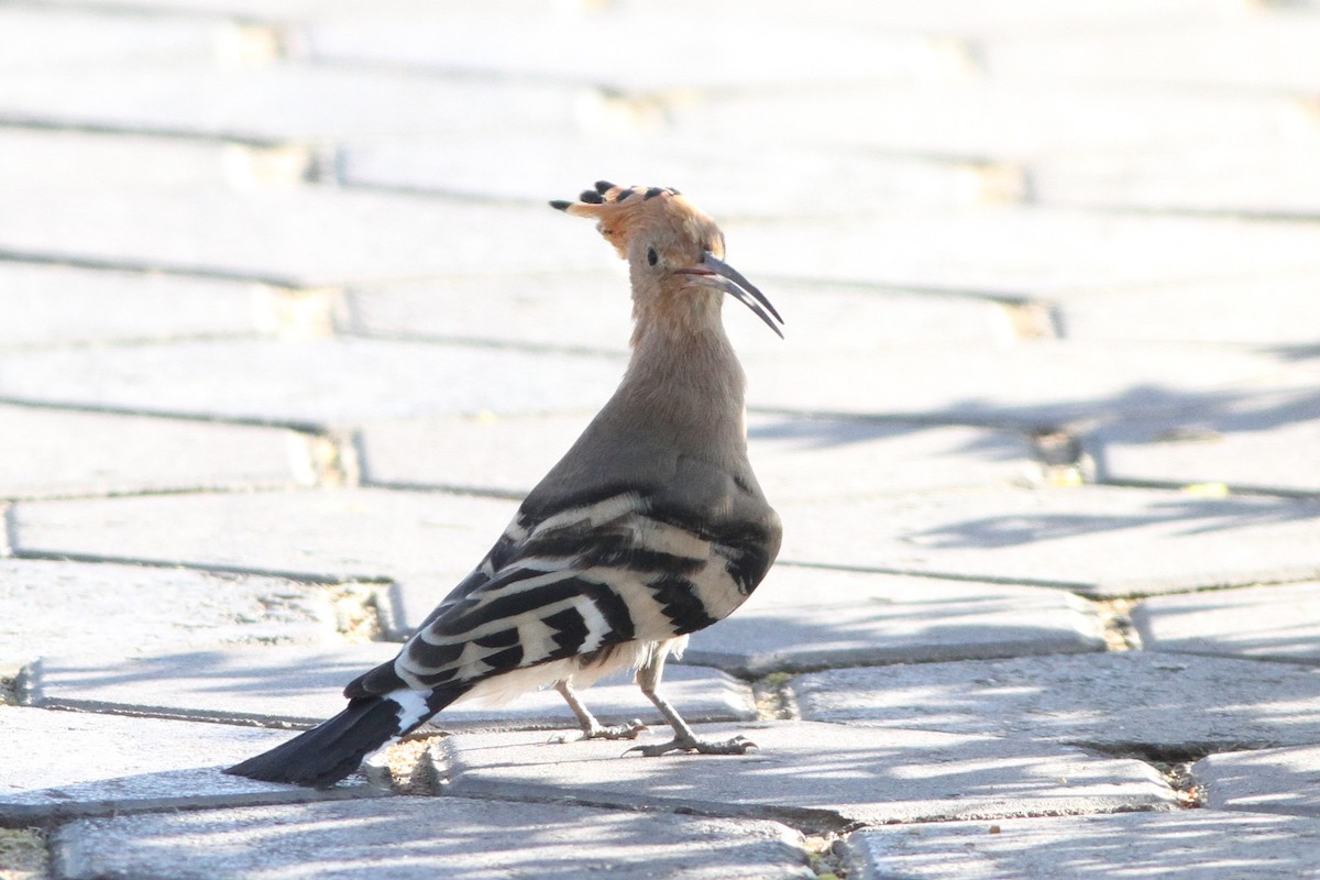 Common Hoopoe - ML647354877