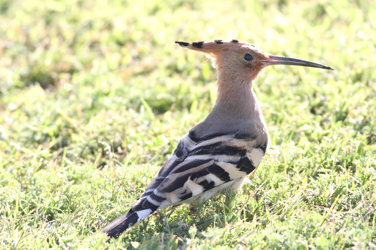 Common Hoopoe - ML647354878