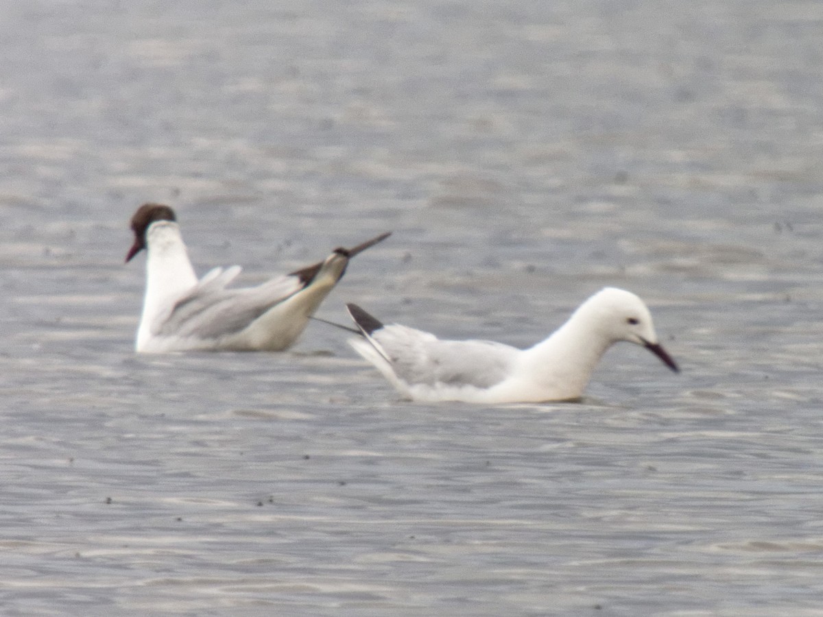 Морской голубок - ML647354879