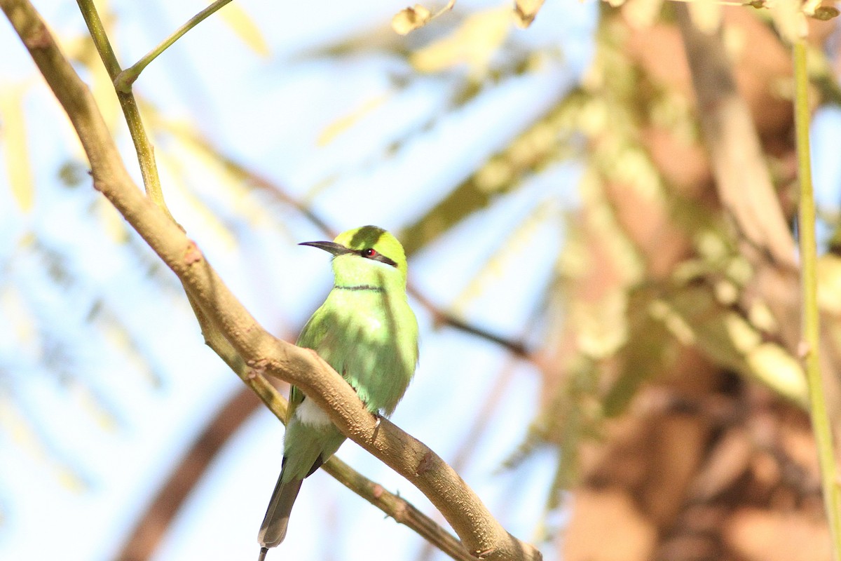 African Green Bee-eater - ML647354883