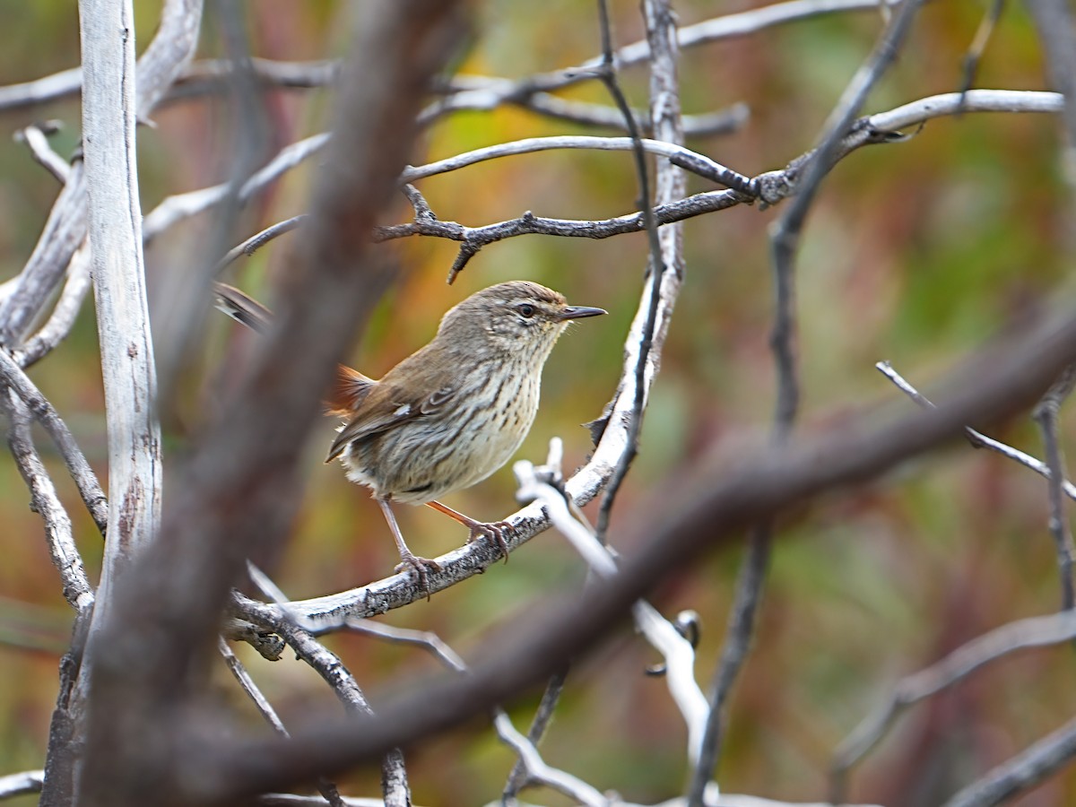 Shy Heathwren - ML647354888