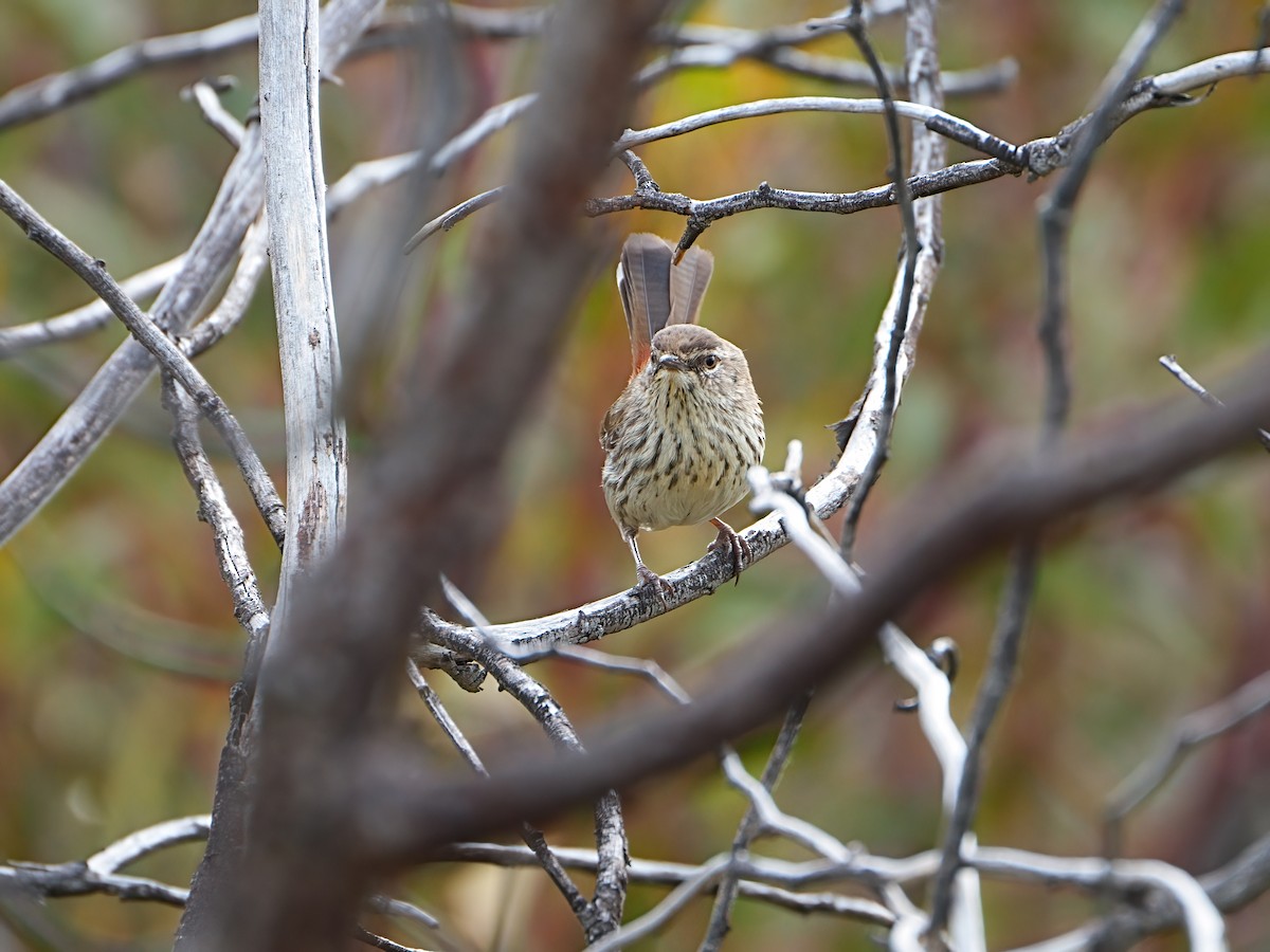 Shy Heathwren - ML647354889