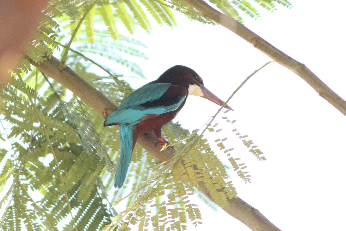 White-throated Kingfisher - ML647354892