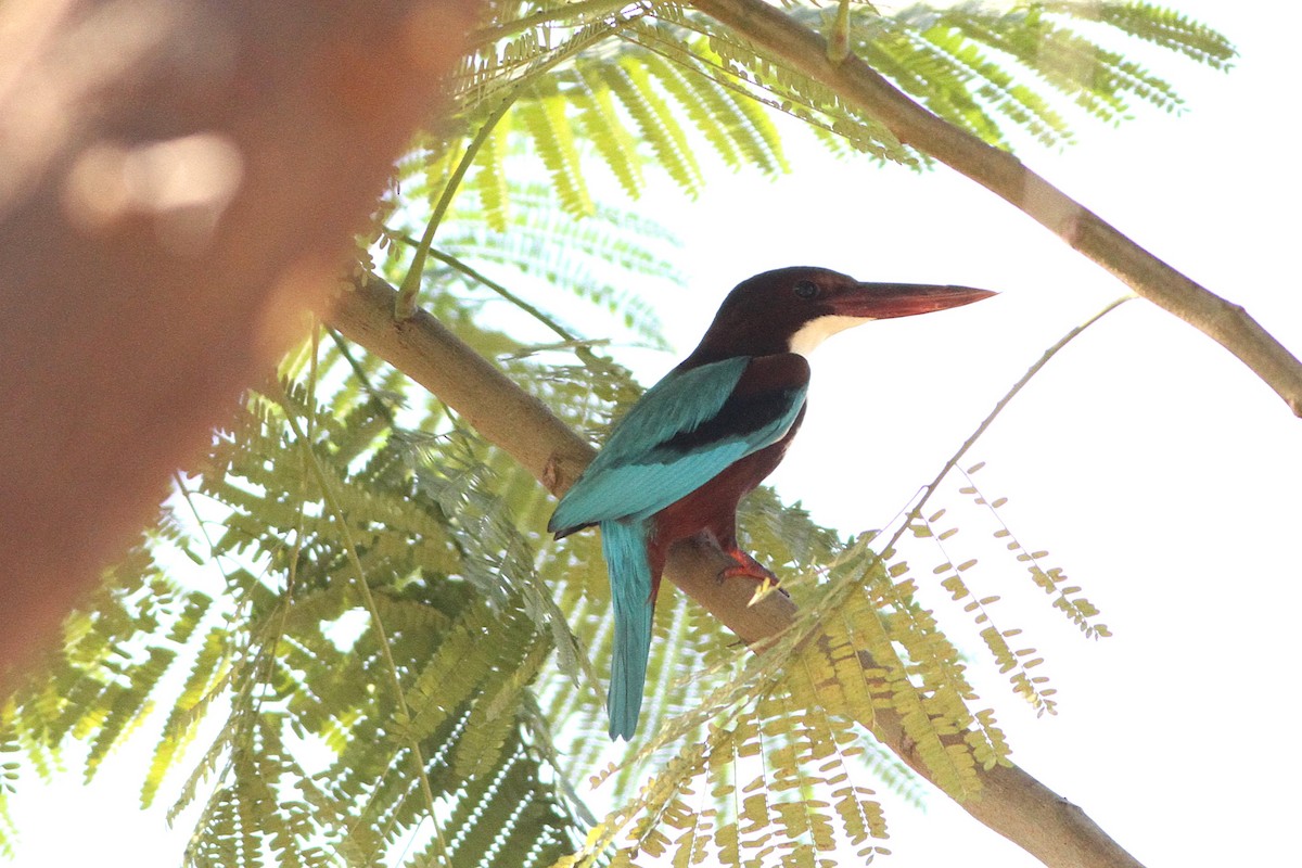 White-throated Kingfisher - ML647354893