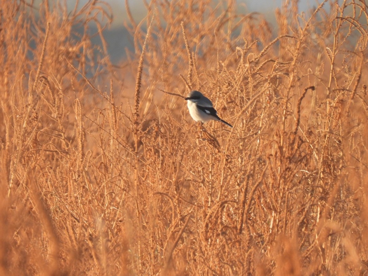 Loggerhead Shrike - ML647354904
