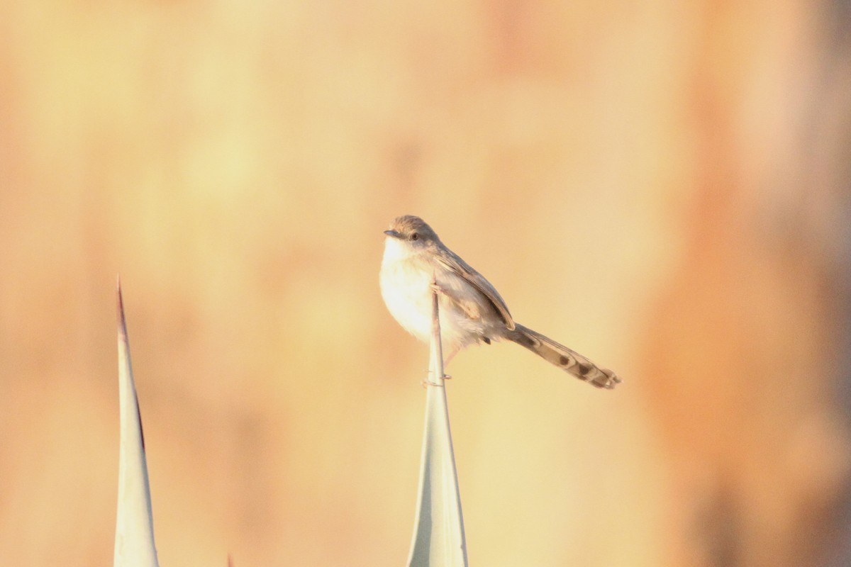 Graceful Prinia - ML647354905