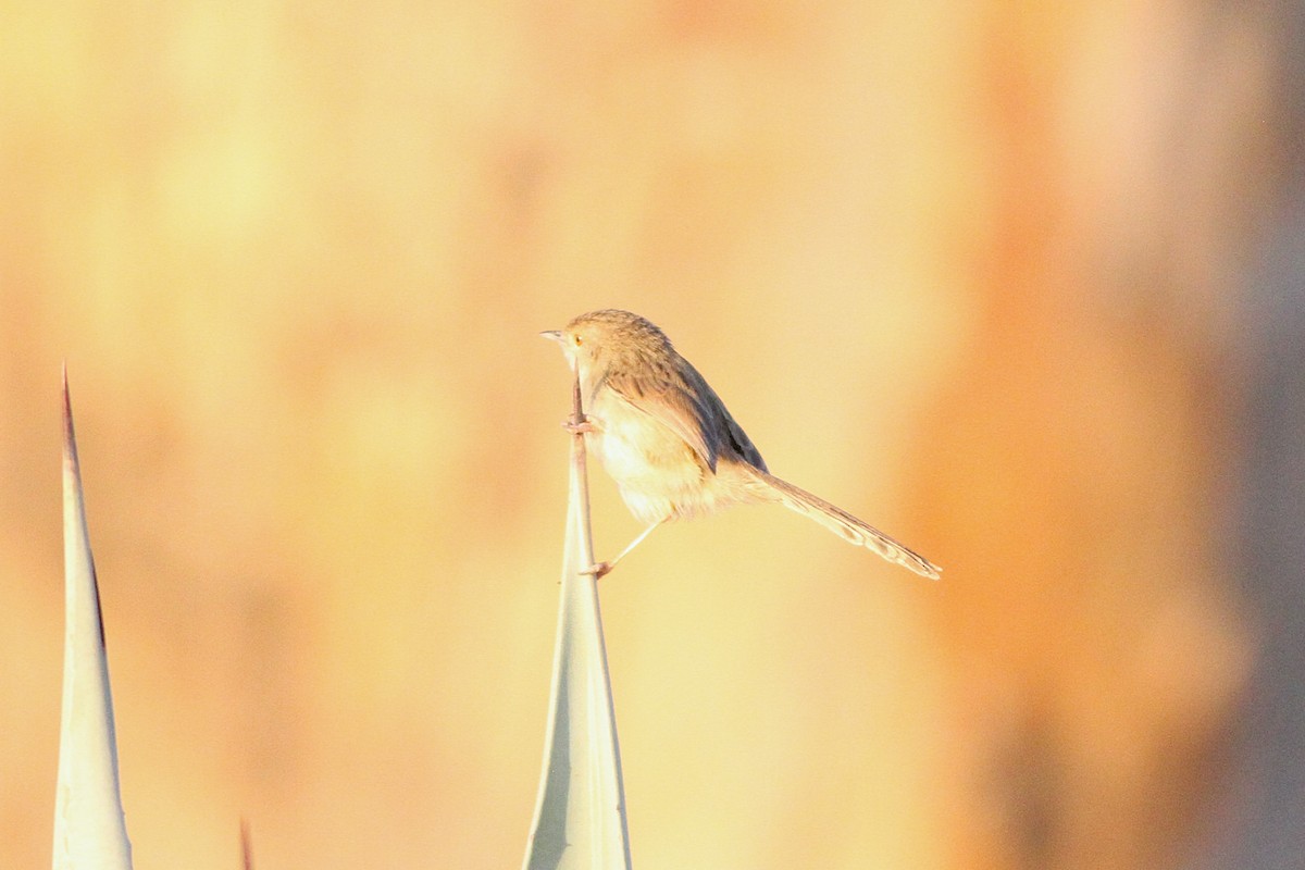 Graceful Prinia - ML647354906