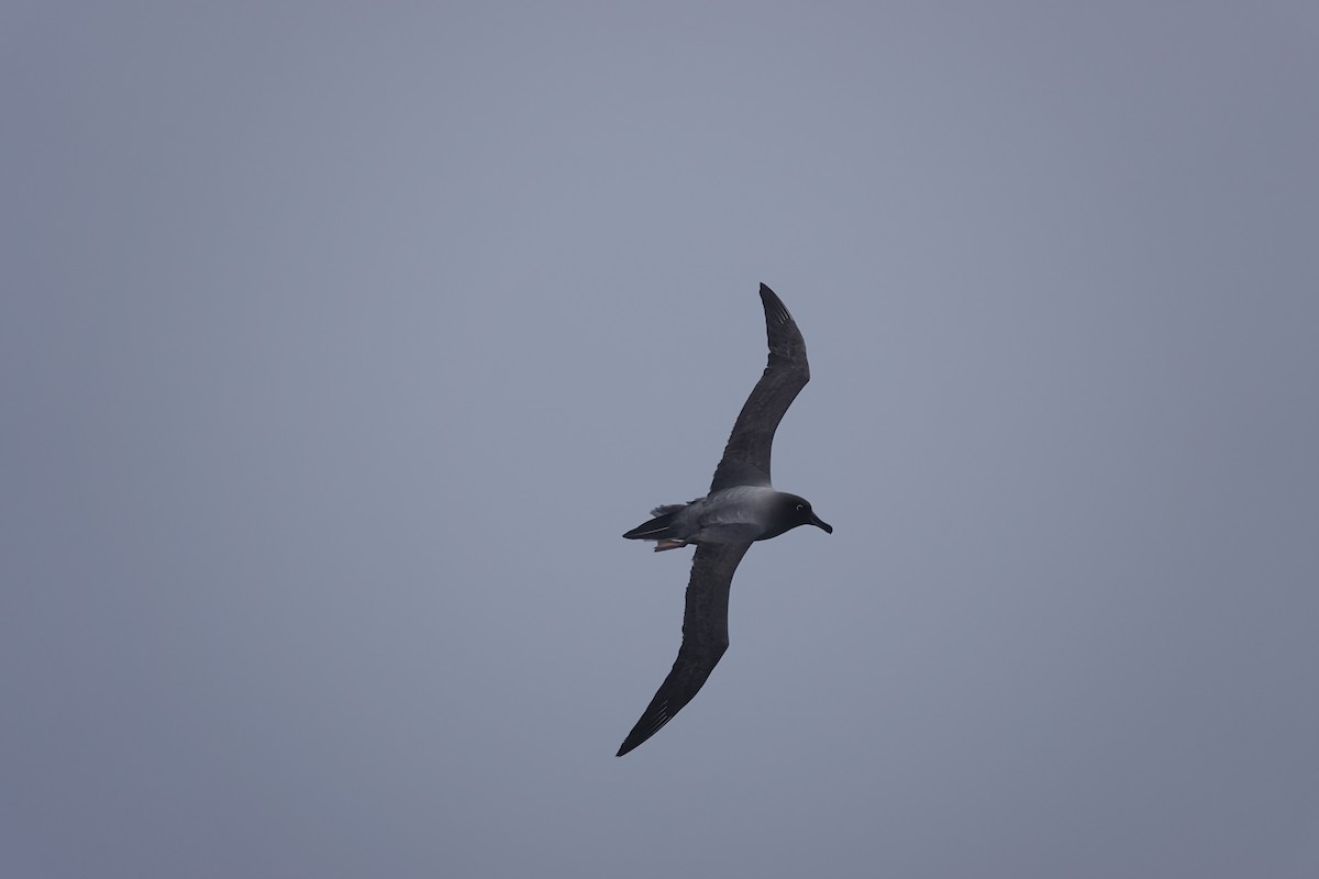 Light-mantled Albatross - ML647354908