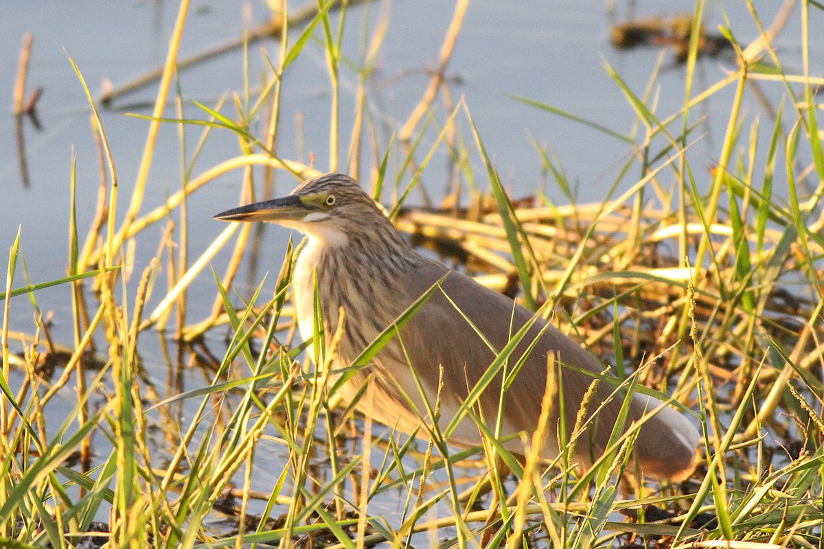 Squacco Heron - ML647354915