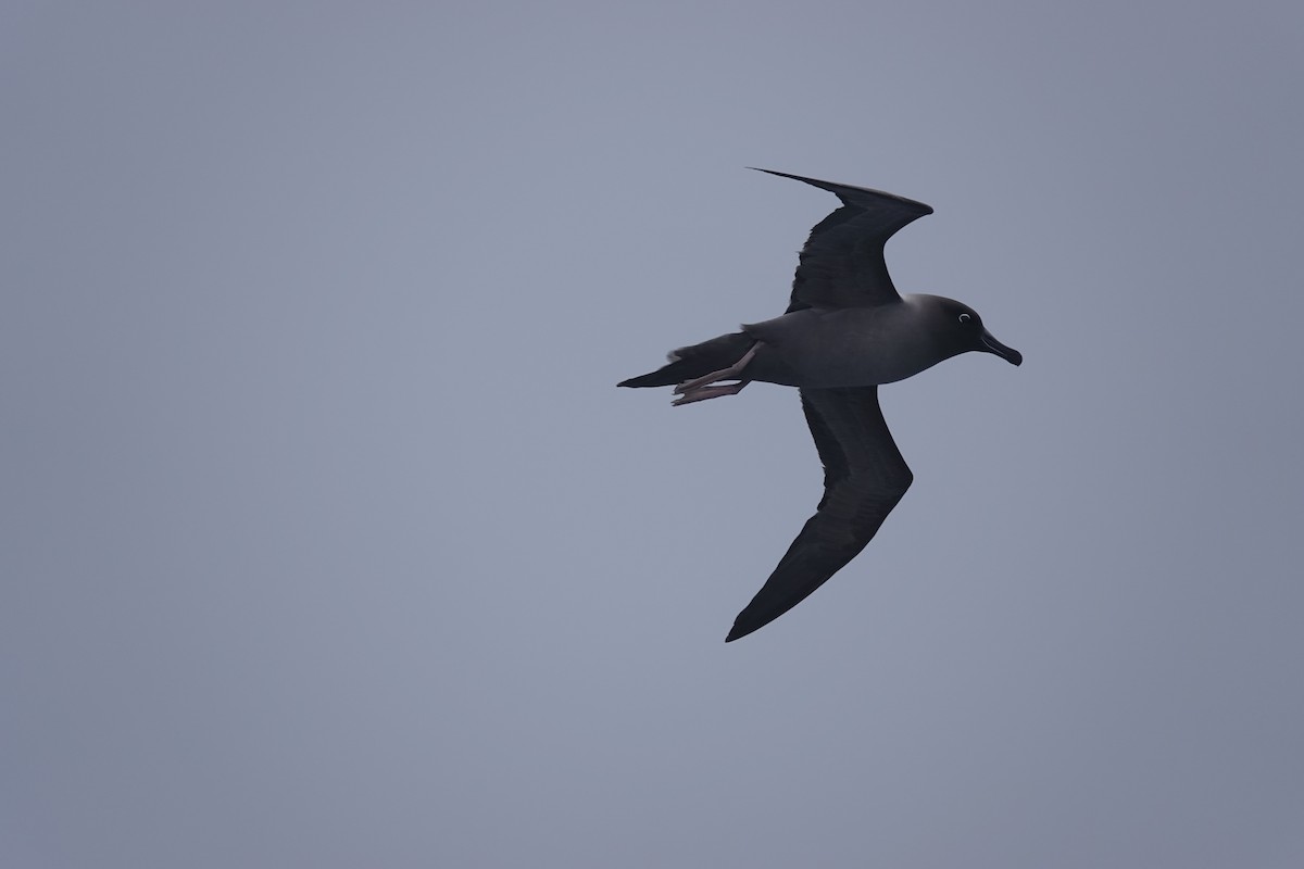 Light-mantled Albatross - ML647354919