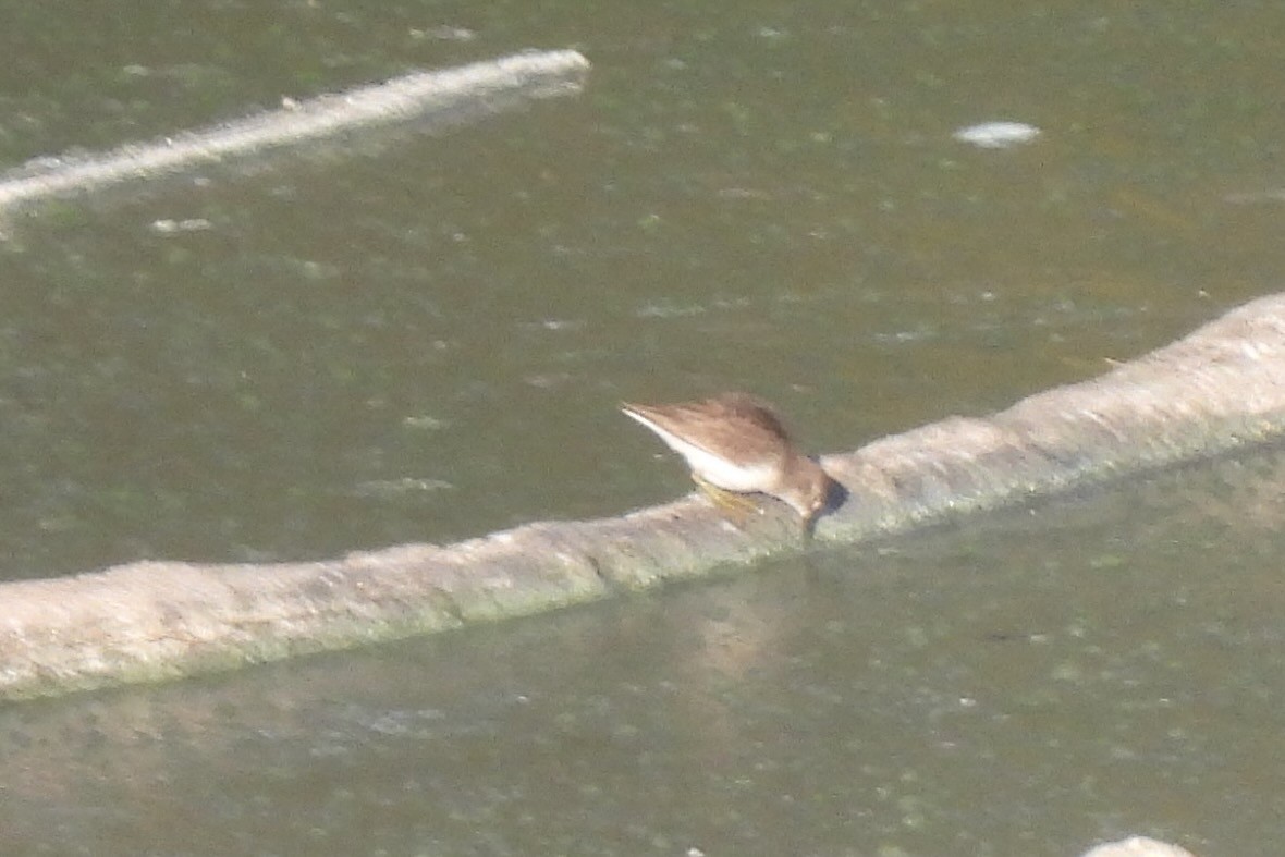 Least Sandpiper - ML647354930