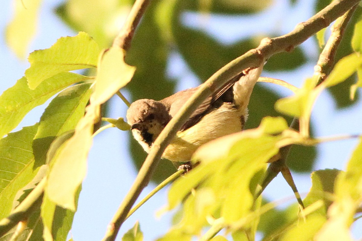 Nile Valley Sunbird - ML647354934