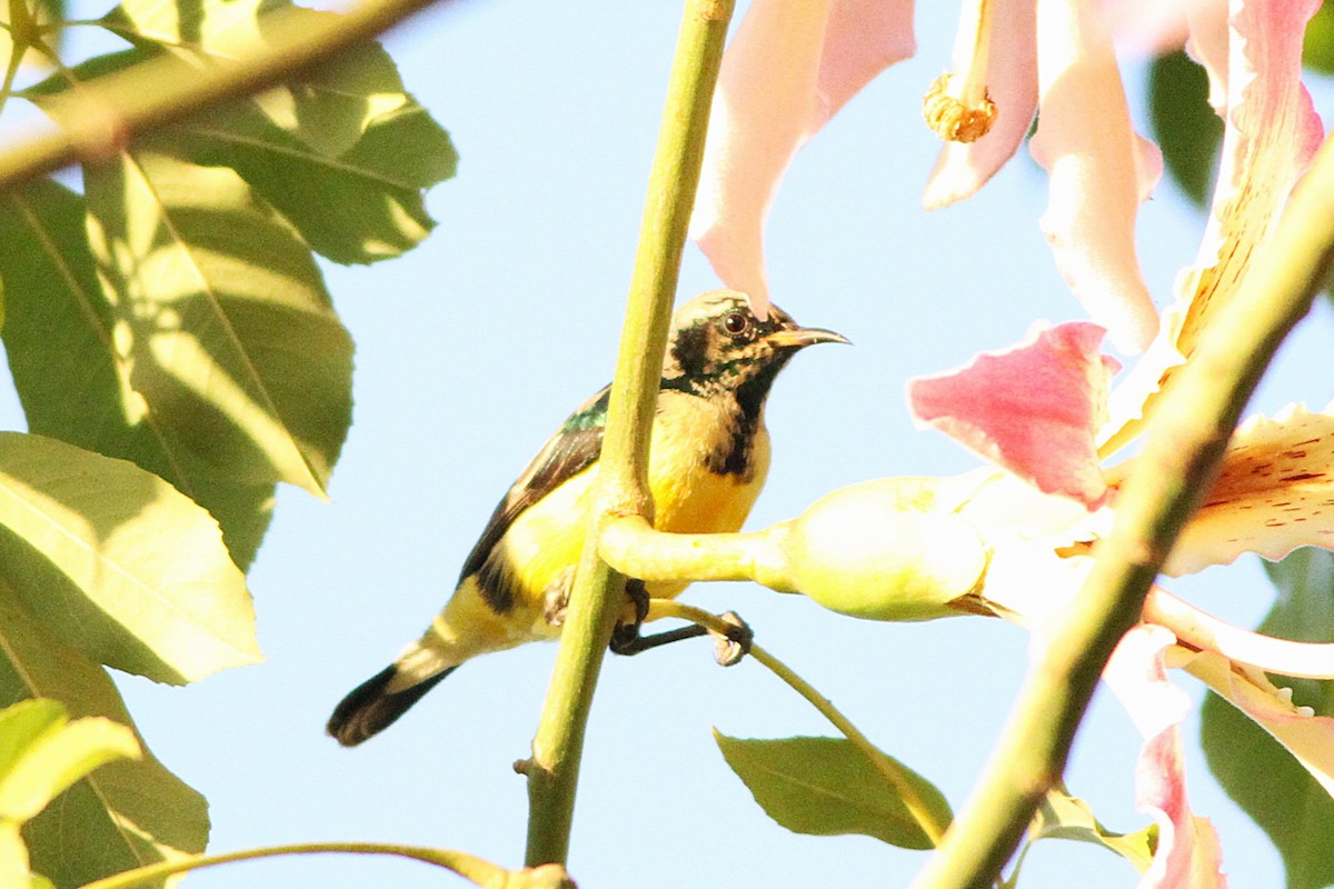 Nile Valley Sunbird - ML647354935