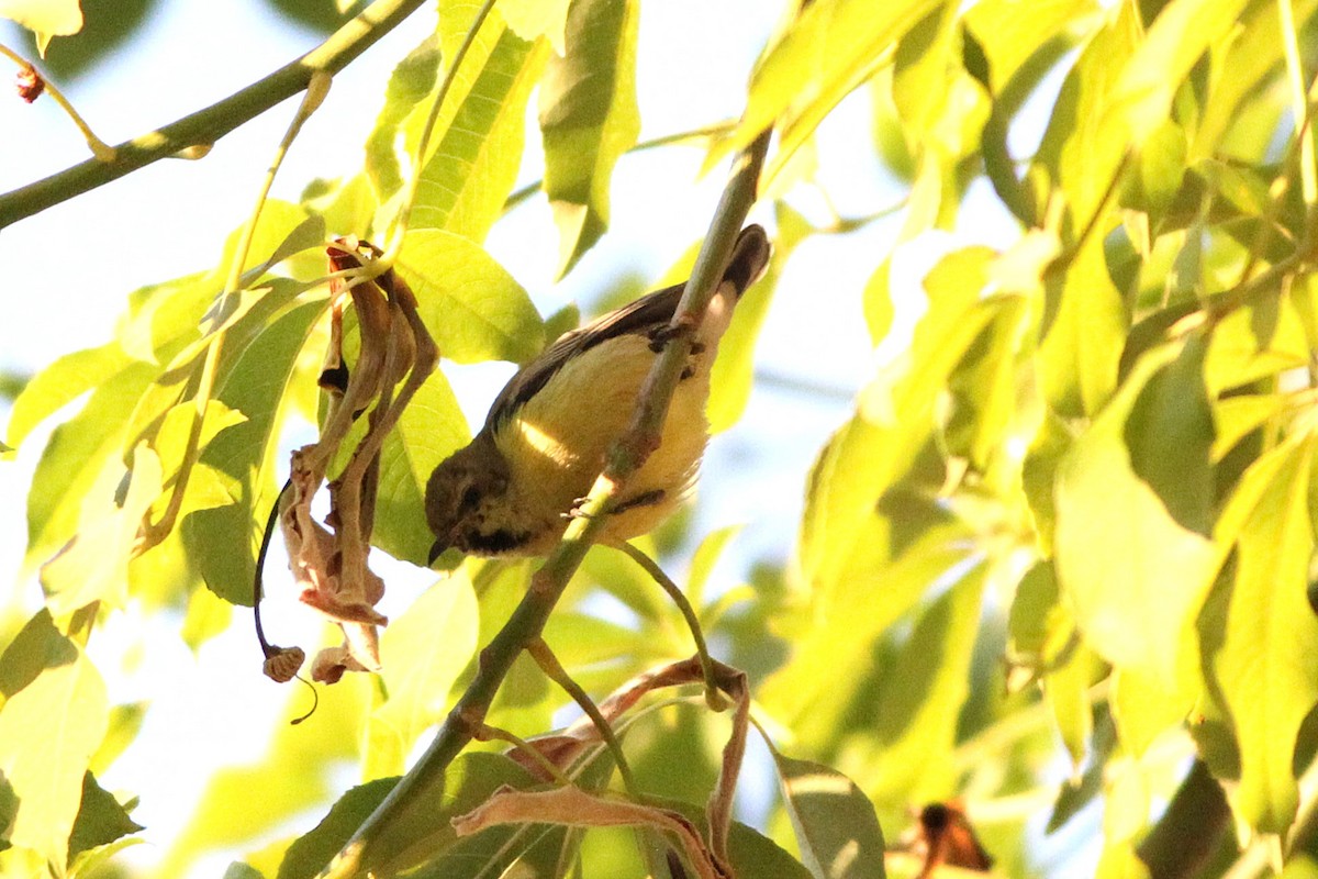 Nile Valley Sunbird - ML647354936