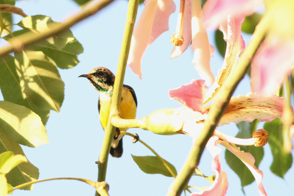 Nile Valley Sunbird - ML647354937