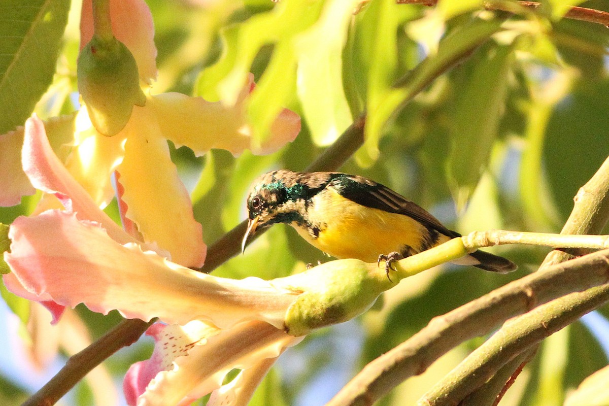 Nile Valley Sunbird - ML647354938