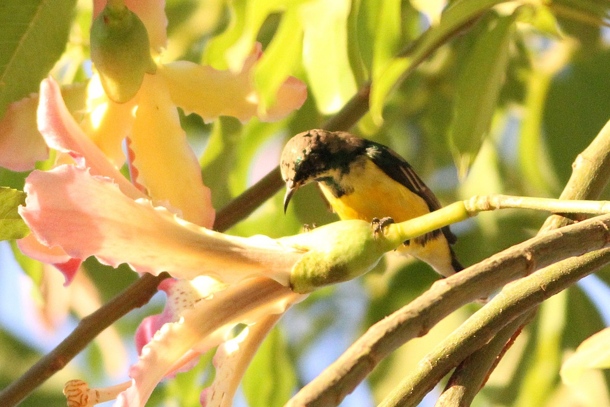 Nile Valley Sunbird - ML647354939