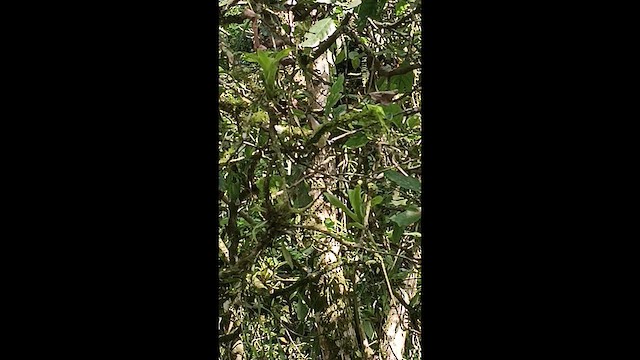 lesňáček kaštanový - ML647354941