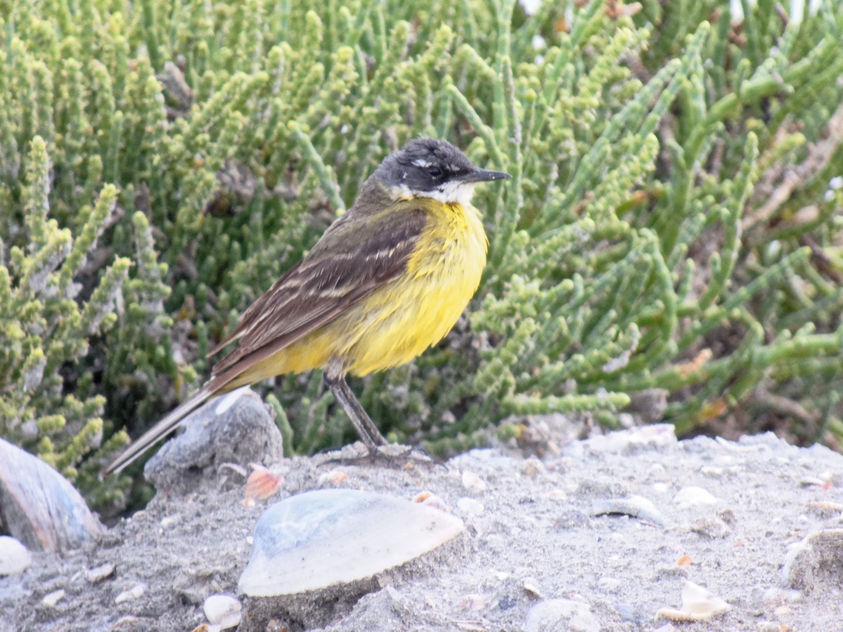 Western Yellow Wagtail - ML647354942