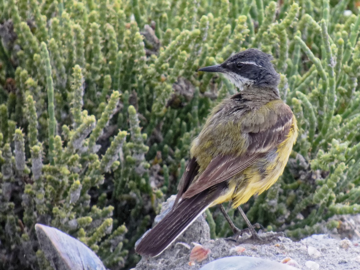 Western Yellow Wagtail - ML647354945