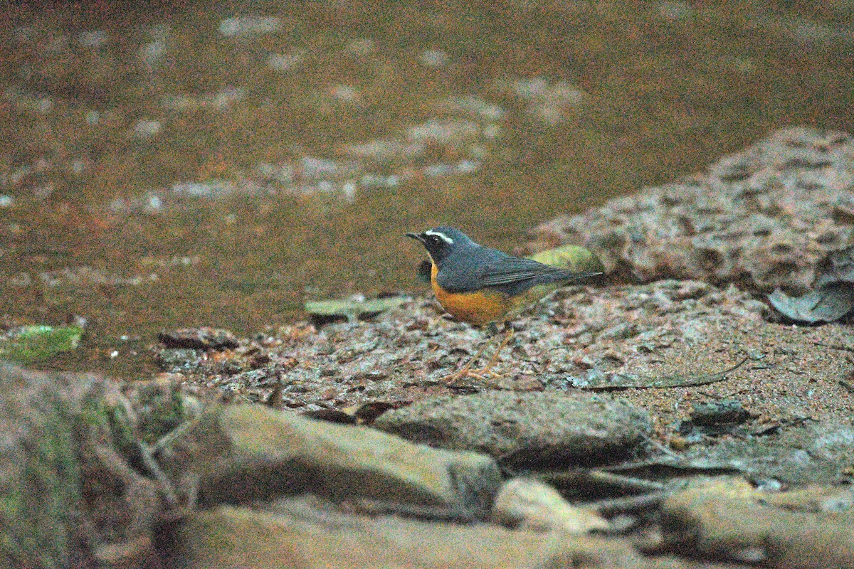 Indian Blue Robin - ML647354946