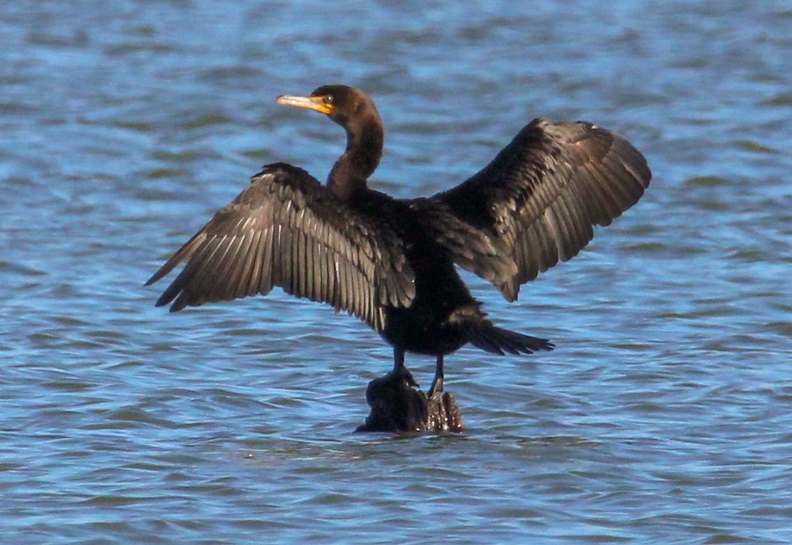 Ушастый баклан - ML647354975