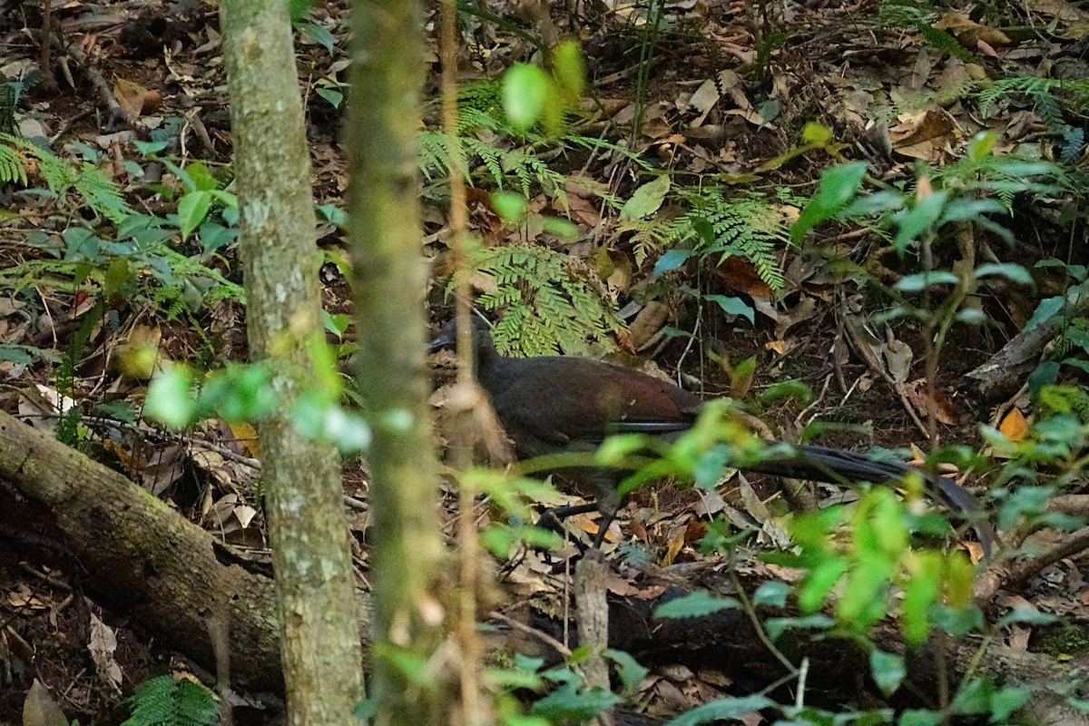 Superb Lyrebird - ML647354996