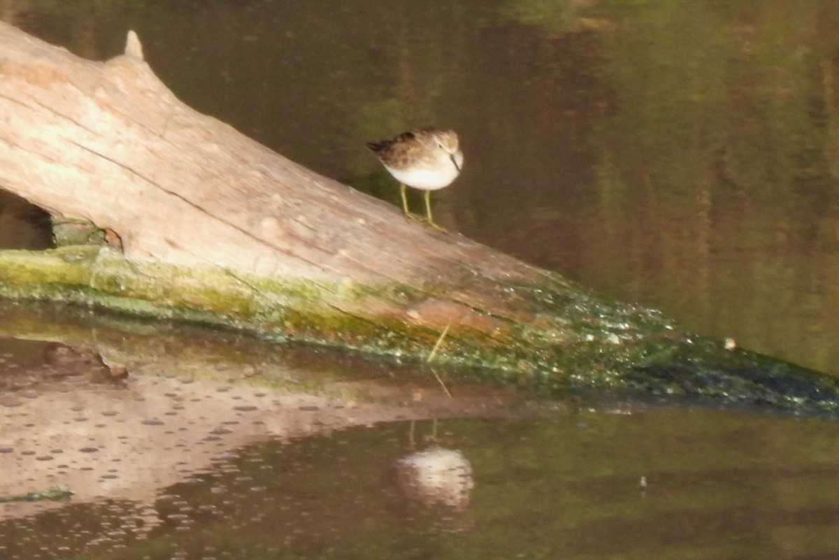 Least Sandpiper - ML647354997