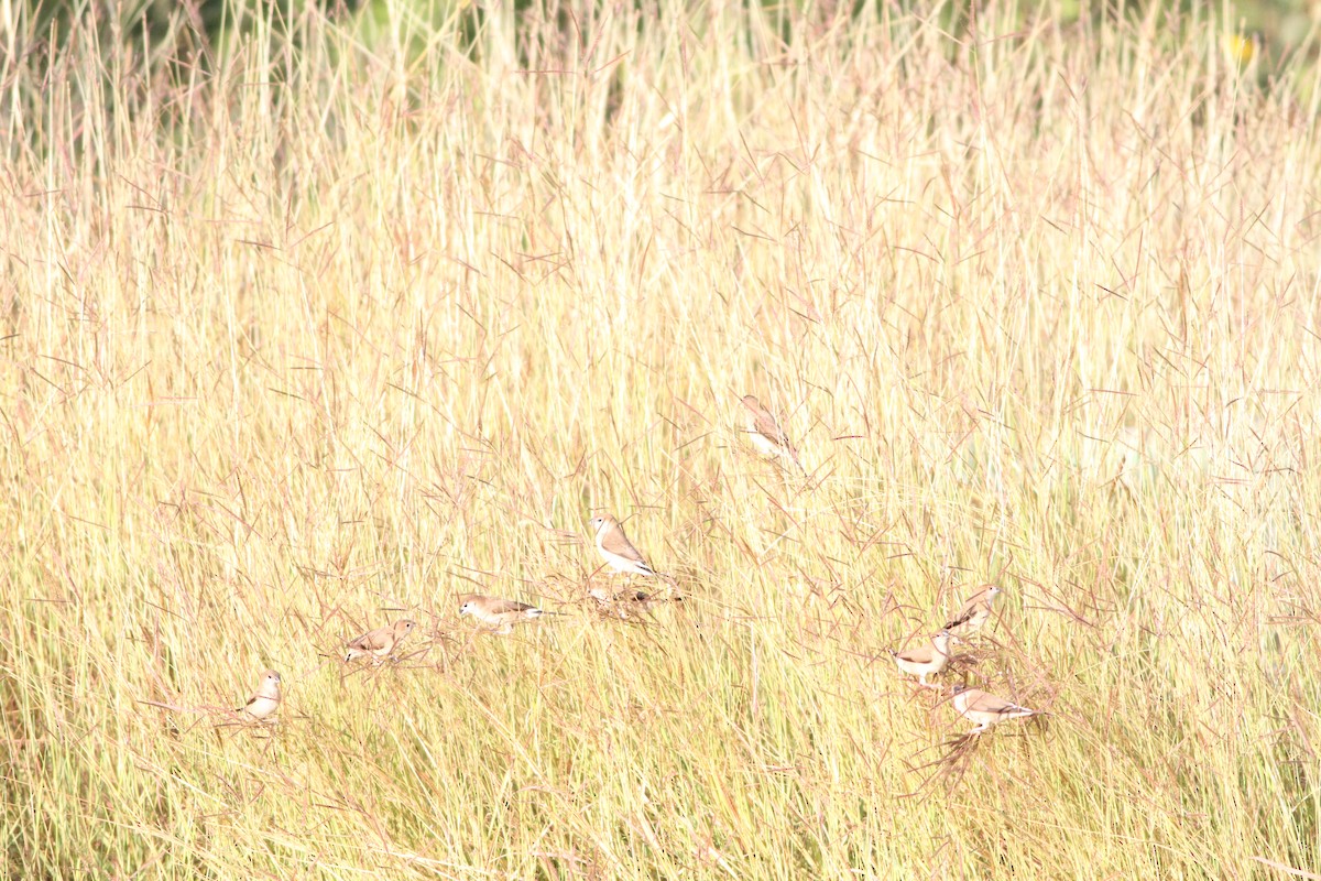 Indian Silverbill - ML647355000