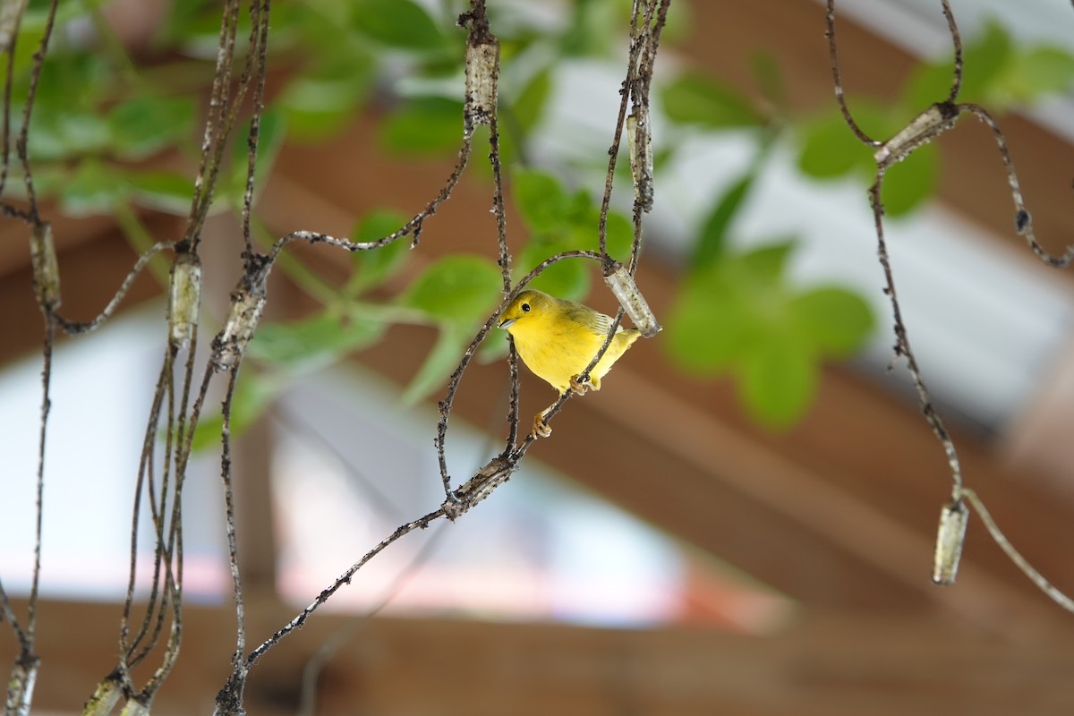 Northern Yellow Warbler - ML647355002