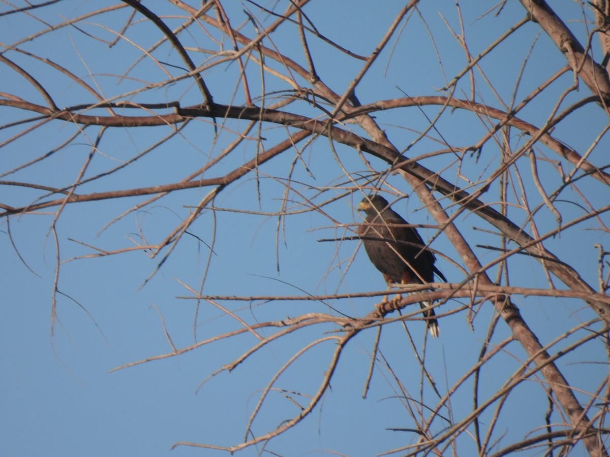 Harris's Hawk - ML647355012