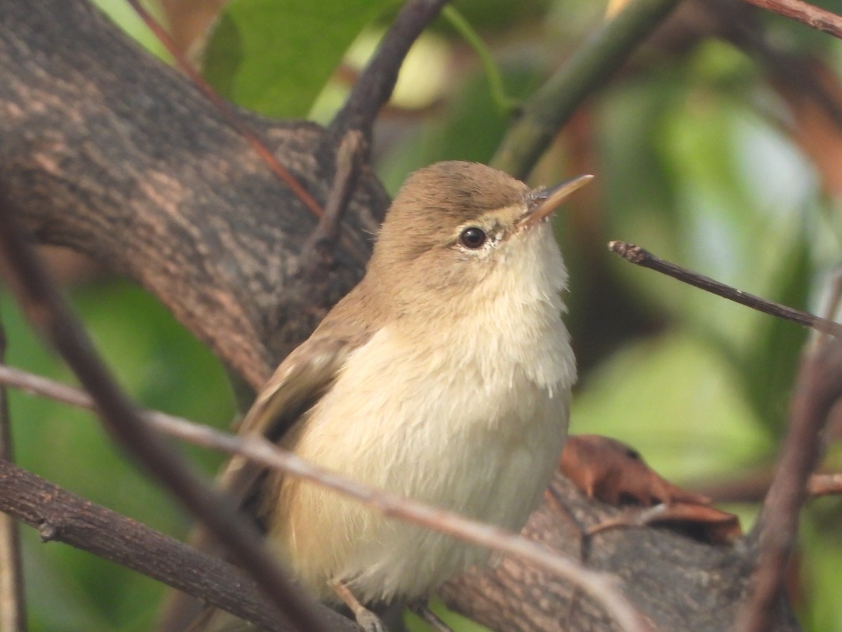 Sykes's Warbler - ML647355016