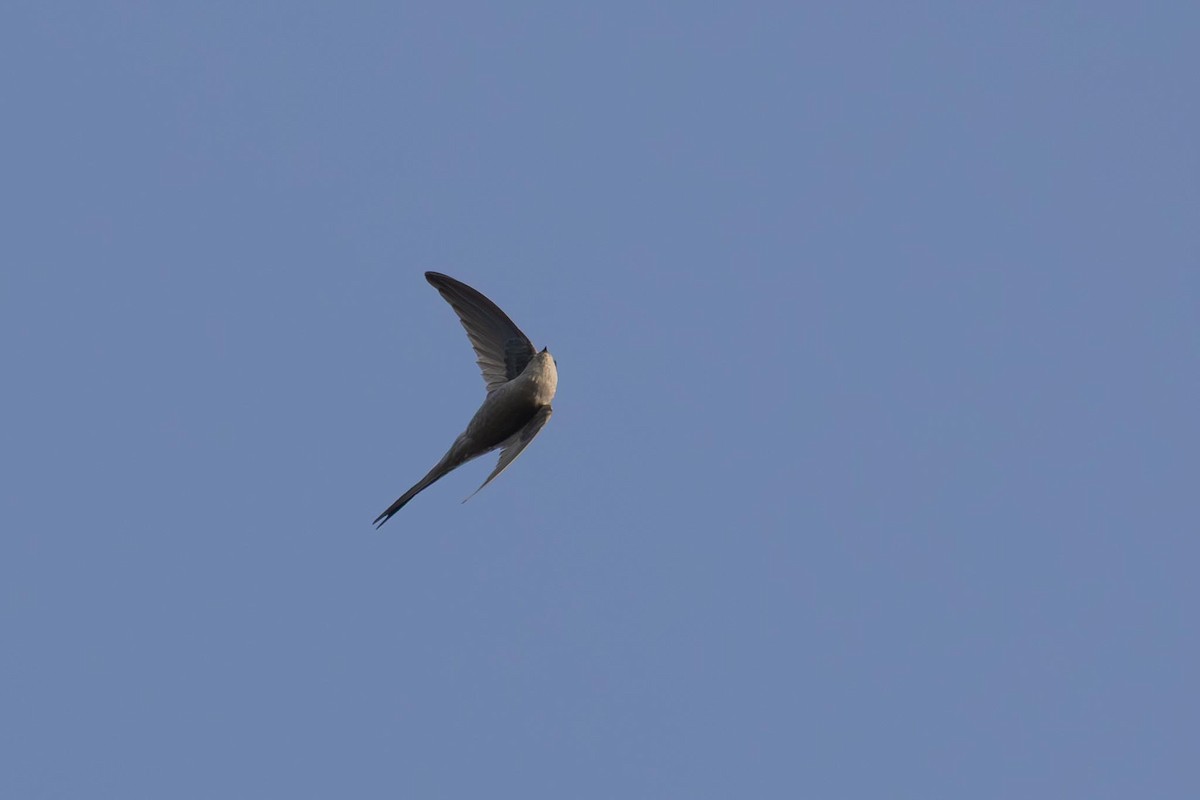 Asian Palm Swift - ML647355020
