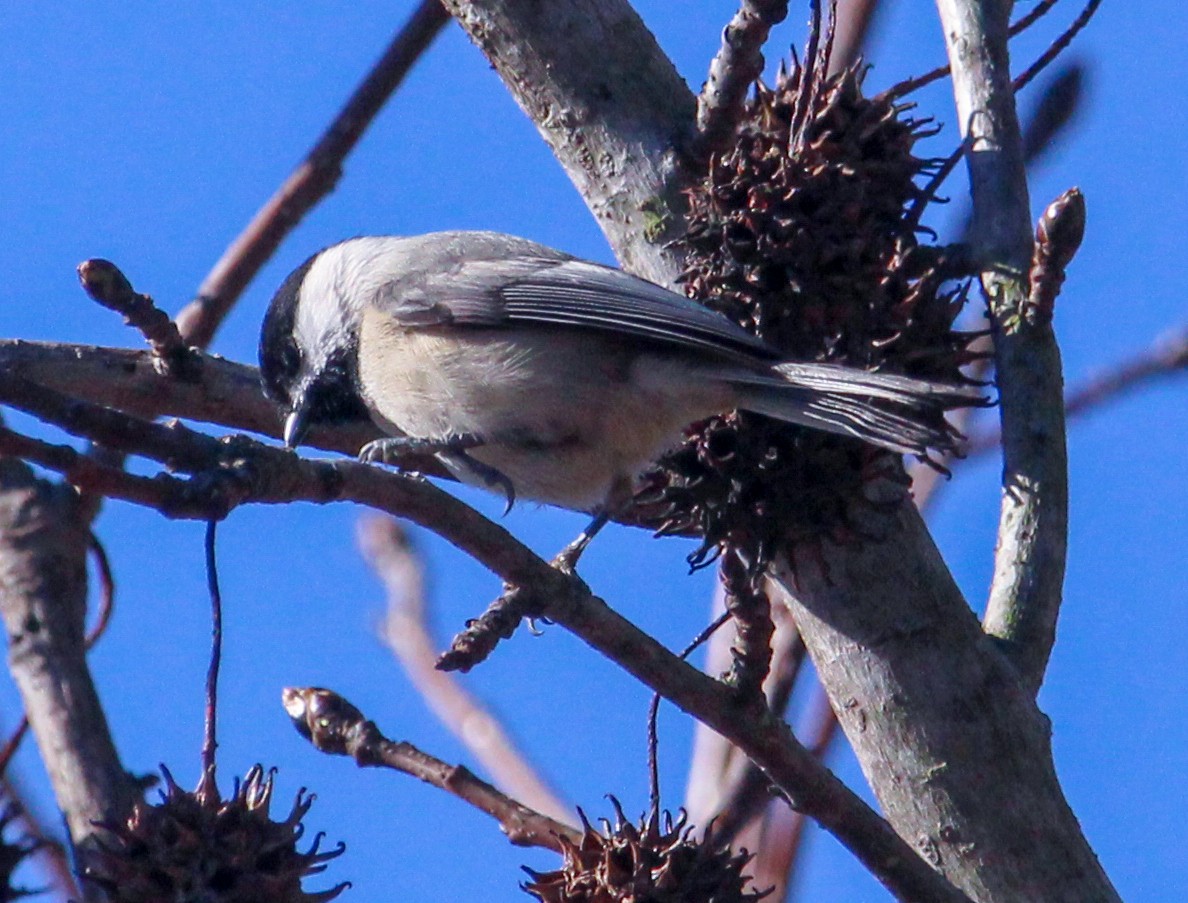 Carolina Chickadee - ML647355035