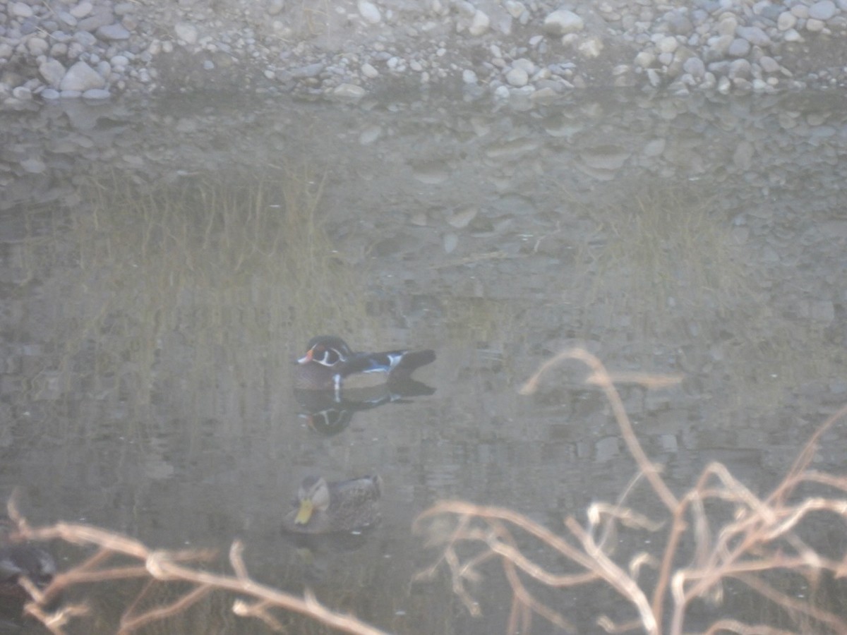 Canard branchu - ML647355036