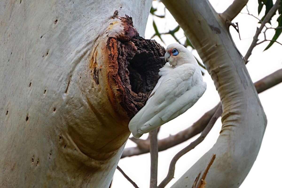 Little Corella - ML647355040