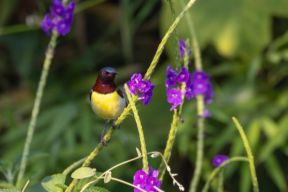 Purple-rumped Sunbird - ML647355041