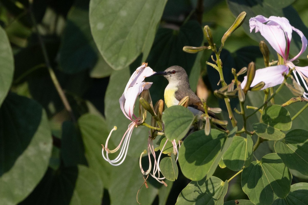 Purple-rumped Sunbird - ML647355042