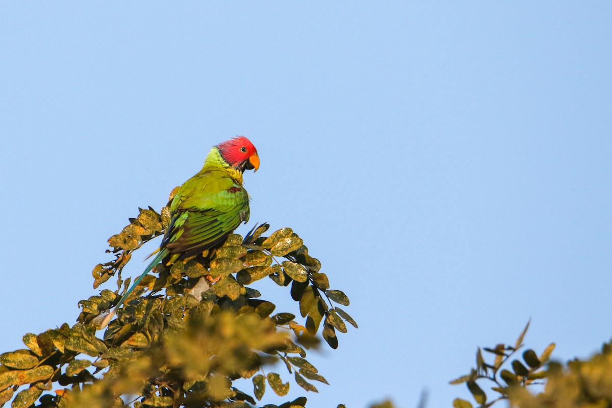 コセイインコ - ML647355065