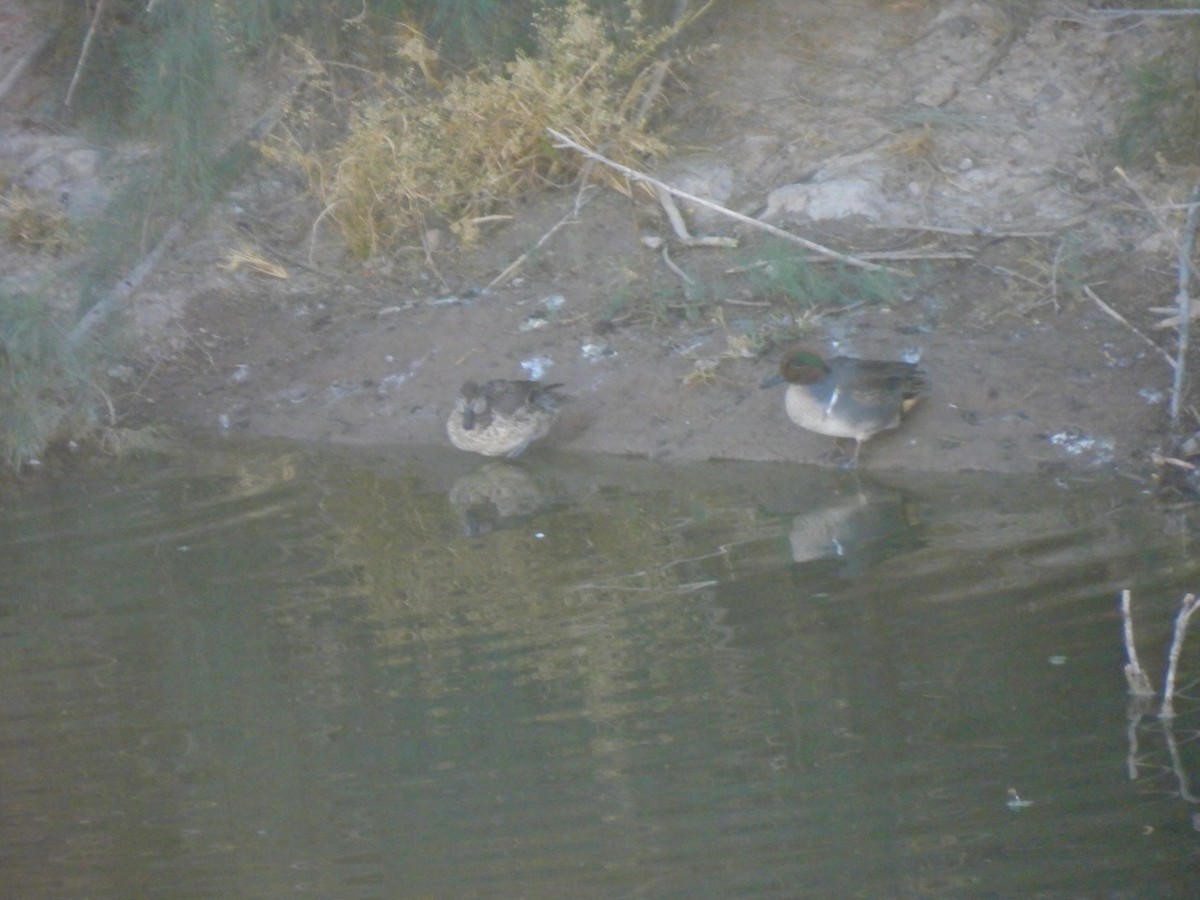 Green-winged Teal - ML647355069