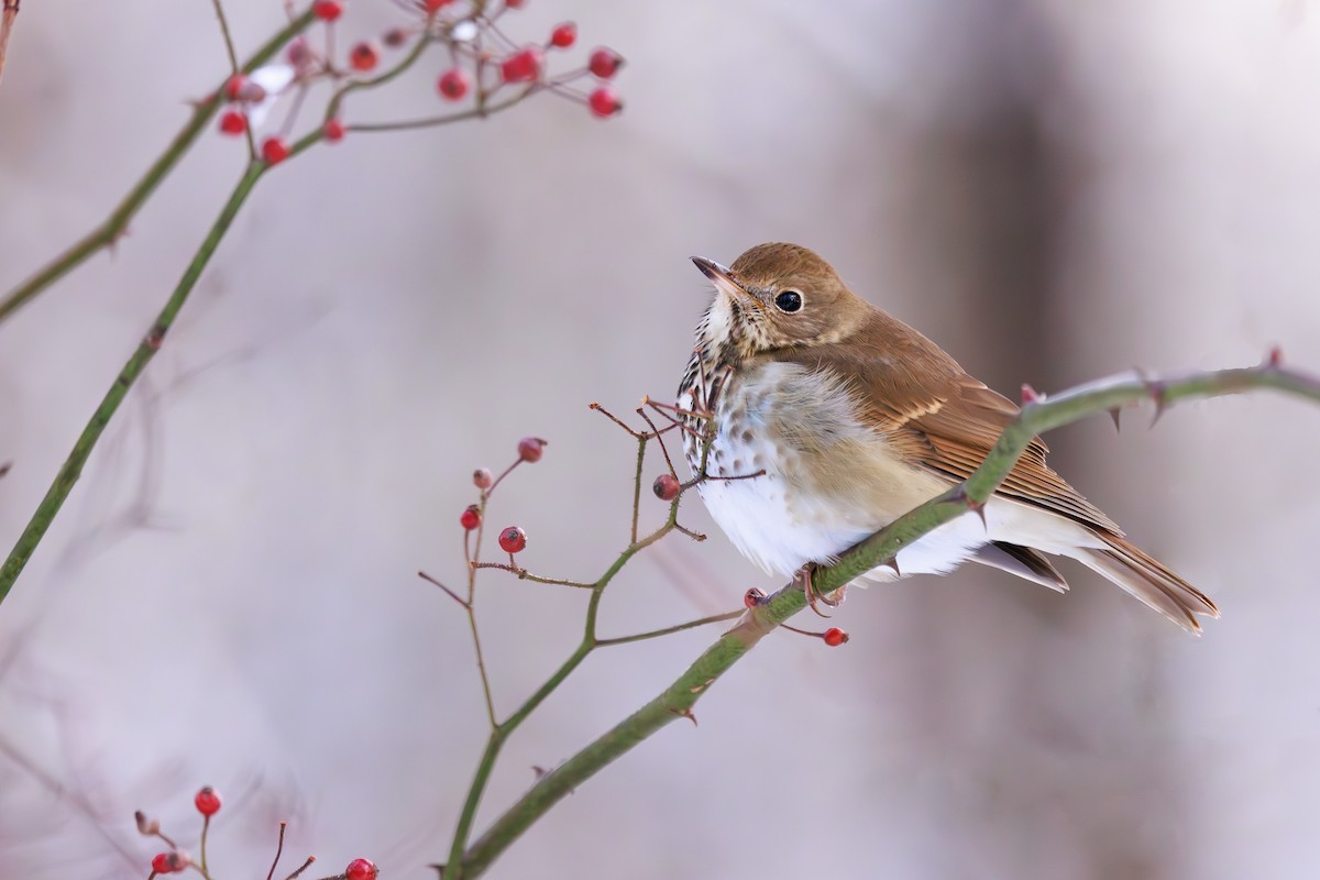 Einsiedler-Musendrossel - ML647355074