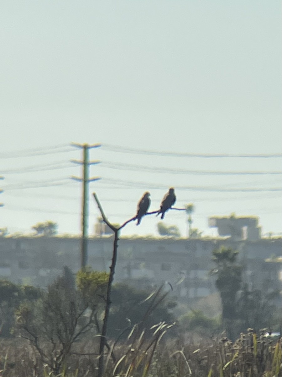 luněc americký - ML647355081