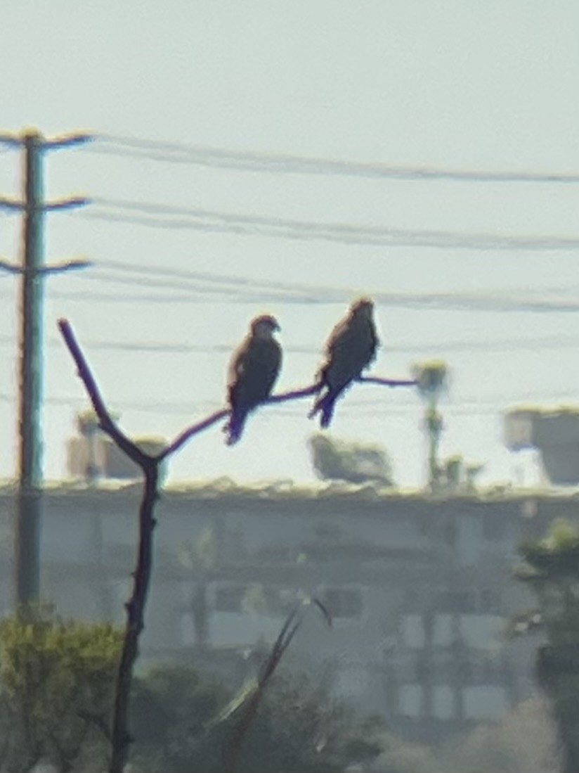 luněc americký - ML647355082