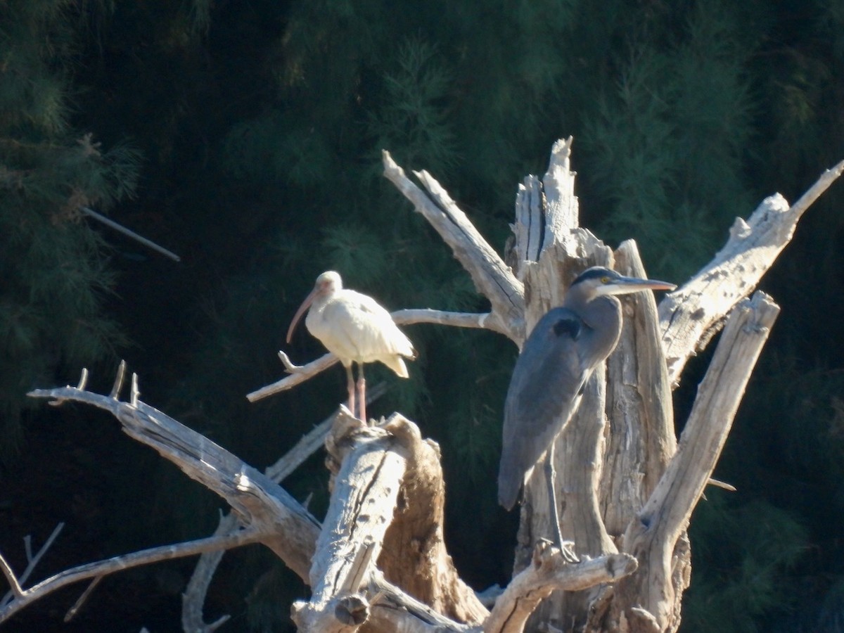 Great Blue Heron - ML647355088