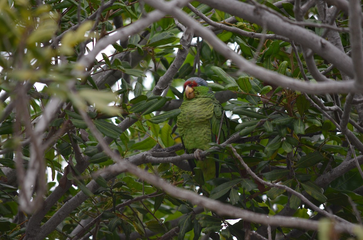 Amazona Guayabera - ML647355099