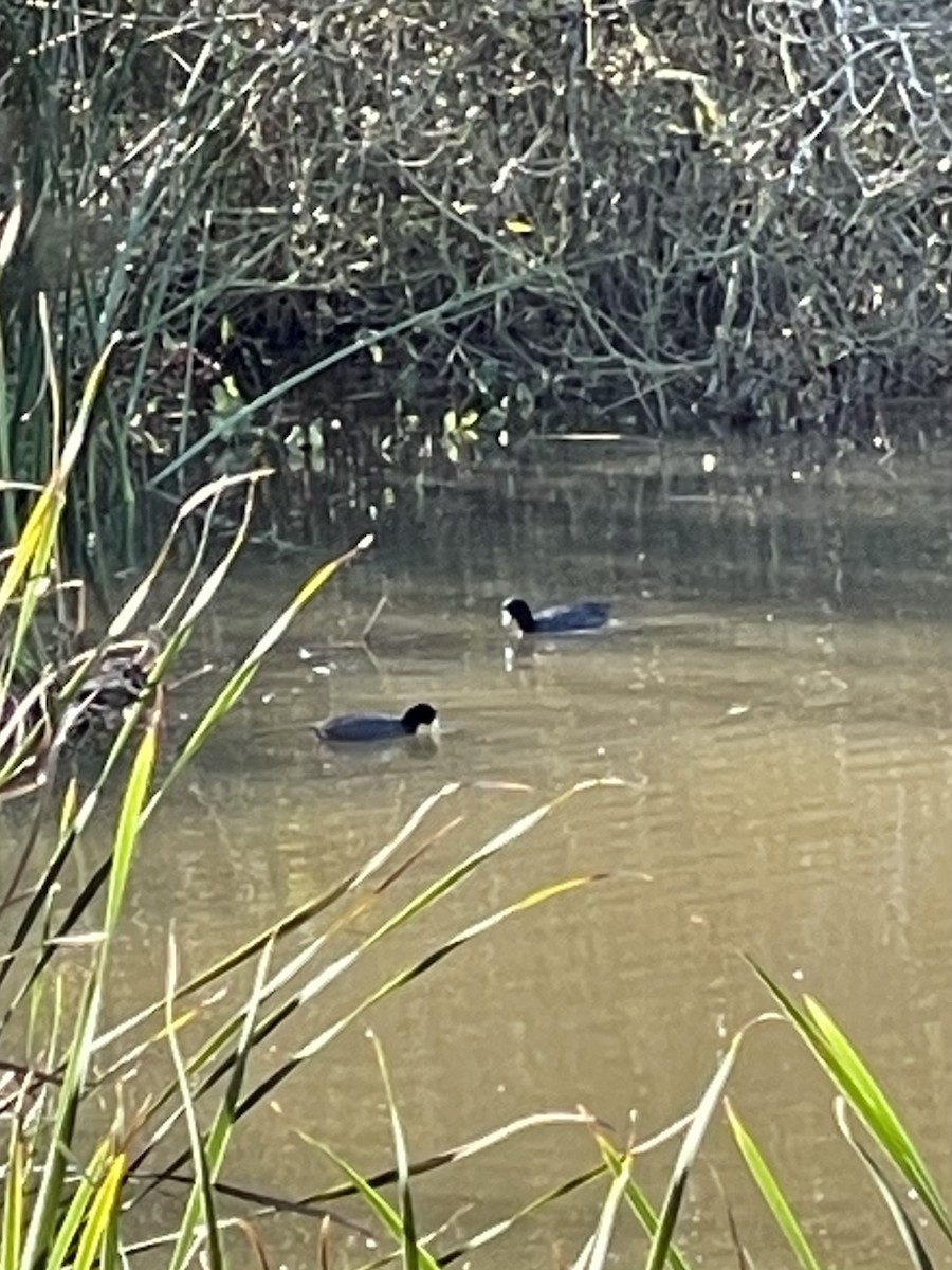 lyska americká - ML647355100