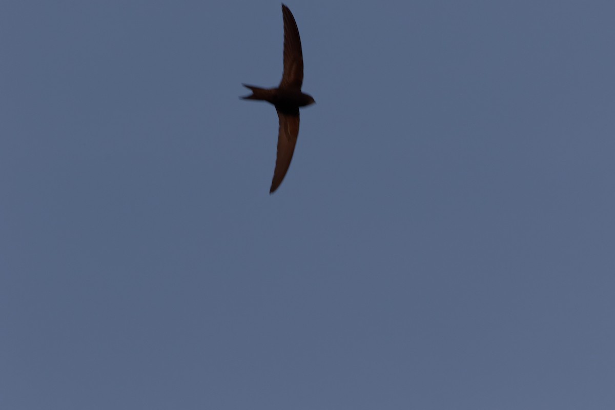 Common Swift - ML647355138