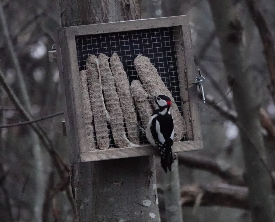 アカゲラ - ML647355141