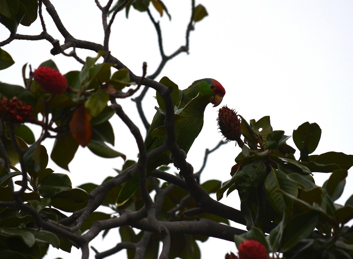 Amazona Tamaulipeca - ML647355144